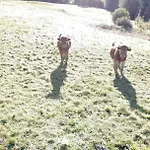 Prázdninový dům De La Ferme De La Comte Le Thillot