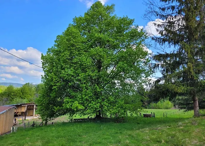 De La Ferme De La Comte * Le Thillot